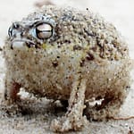 The Fearsome Roar of the Desert Rain Frog