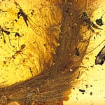 99 million Year Old Dinosaur Tail Found Preserved in Amber ‘Jurassic Park’-Style