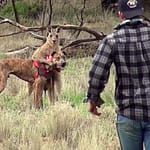 Man Punches a Kangaroo in the Face to Rescue his Dog