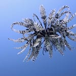 Rare Moment Feather Star Is Caught Swimming