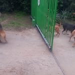Four Barking Dogs And A Gate…