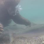 Bear Fishes Underwater With Paws