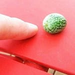 What Are Cucamelons?