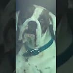 Impatient Dog Honks Horn for Owner's Attention