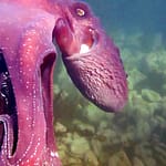 Octopus Steals Video Camera then Swims Off with It
