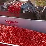 This Tomato Color Sorting Machine Is Really Satisfying To Watch