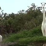 Incredible Moment Rare White Giraffes are Spotted in Kenya