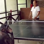 chimpanzee playing ping pong