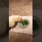 How Quickly Can A Duck Eat Peas?