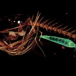 Deepest-ever Fish Recovered For The First Time