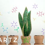 NASA Recommends Having these Plants in Your House
